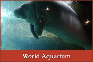 AquariumFinal